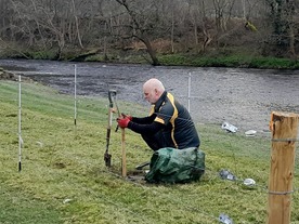 Contractor planting black poplar.