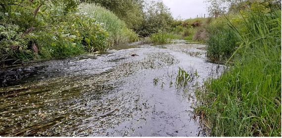 Water Crowfoot on the Marteg