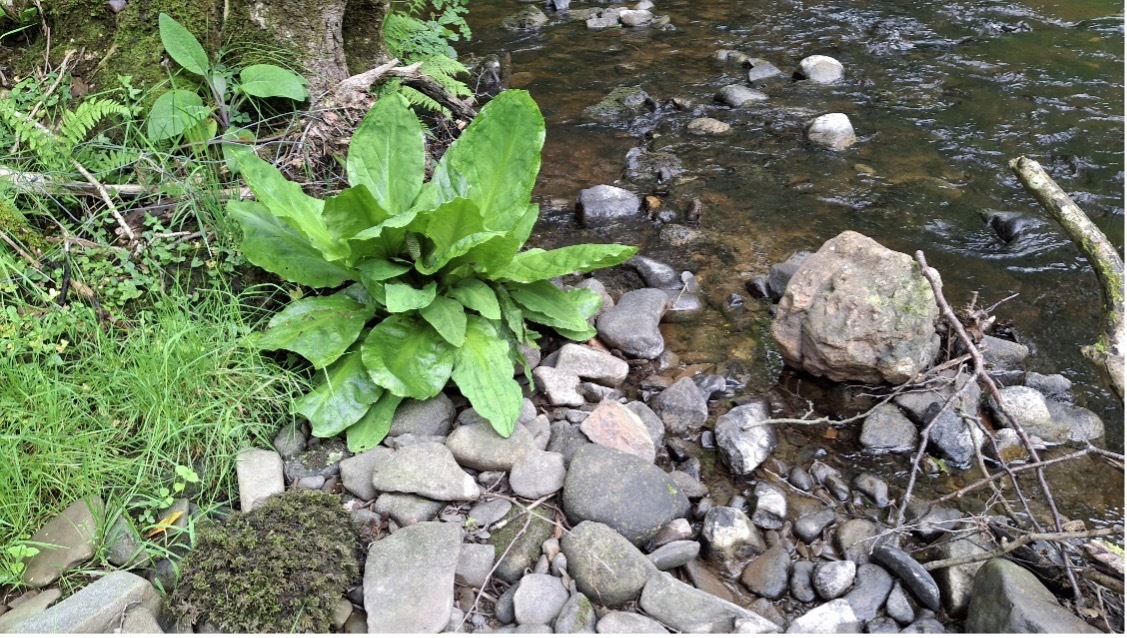 Photo - American Skunk Cabbage on the Marteg