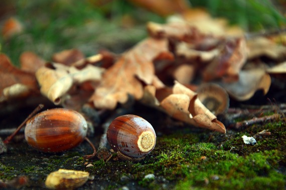 acorns lying on a woodland floor