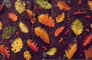 Autumn leaves on a woodland floor - arranged in a pattern