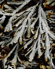 Seaweed exposed