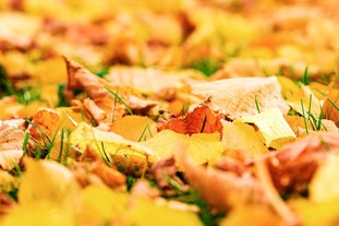 Autumn leaves on floor