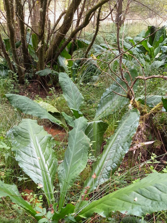 American Skunk Cabbage in the upper Wye