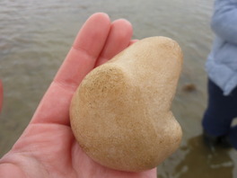 Dead Men's Finger coral in someone's hand