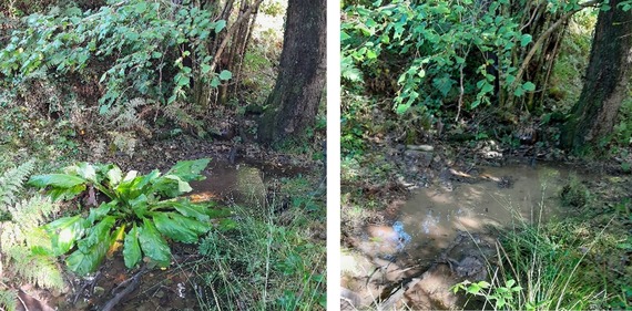 Before and after treatment