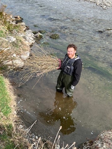 Willow cuttings ready to plant