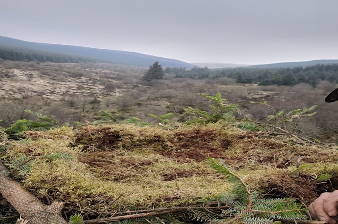 The Newly Constructed Nest 