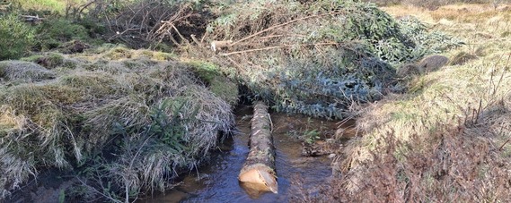 Felled trees “slowing the flow” in 2025