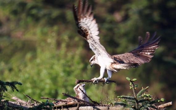 Adult Ospreys on the Nest in 2025