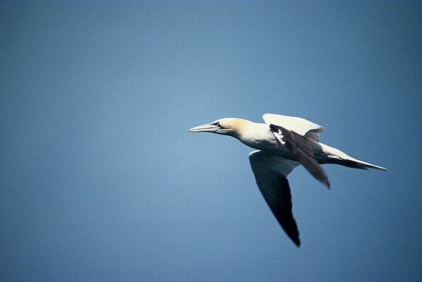 gannet sea bird flying in the sky