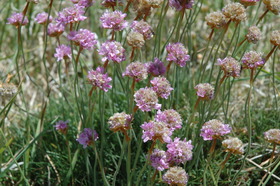 pink flowers sea thrift by the coast