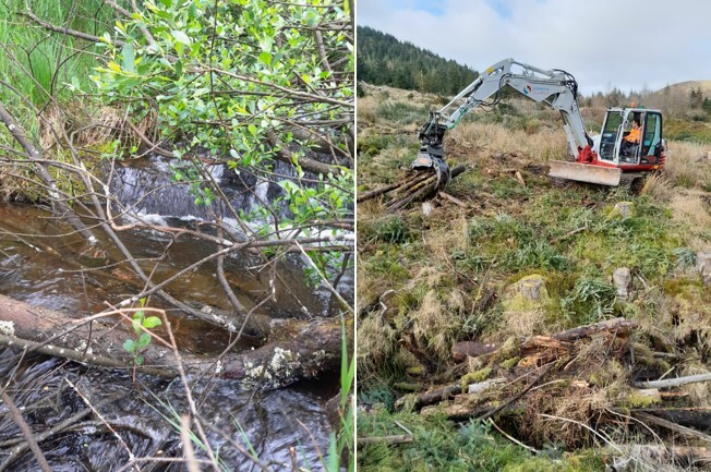 Felled trees + Construction