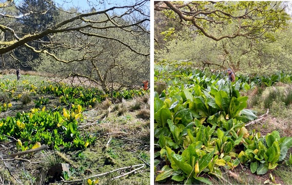 Skunk Cabbage before and after 1