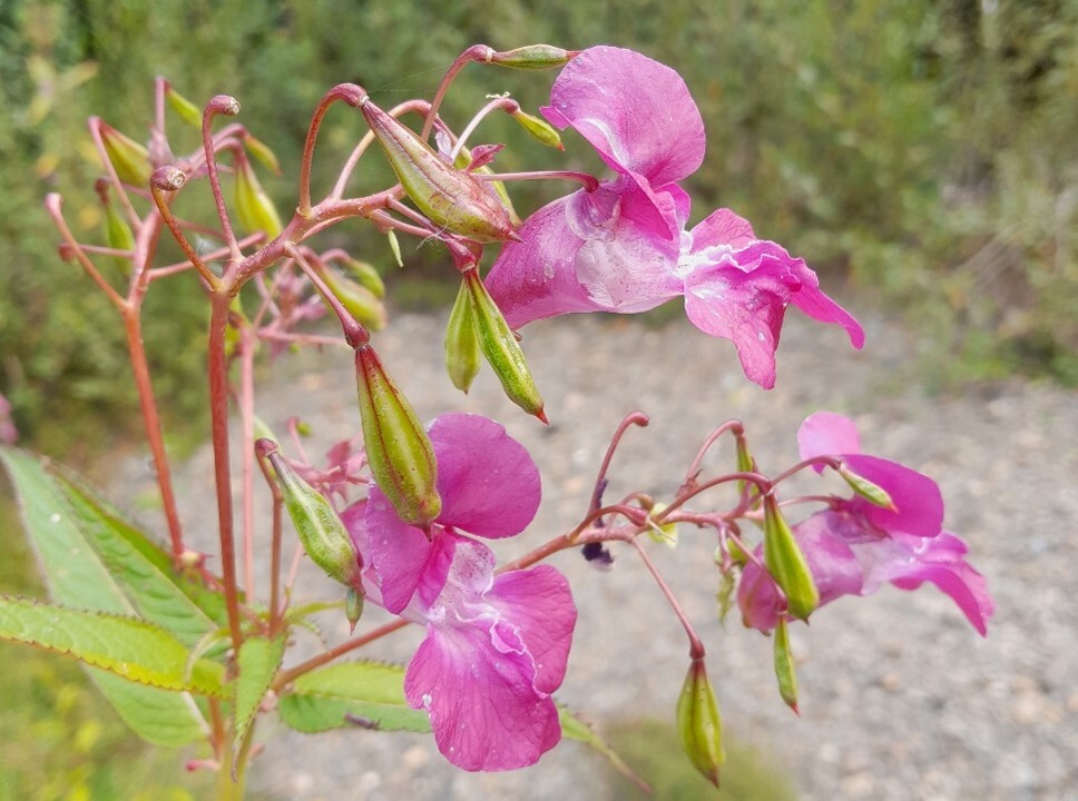 Himalayan balsam