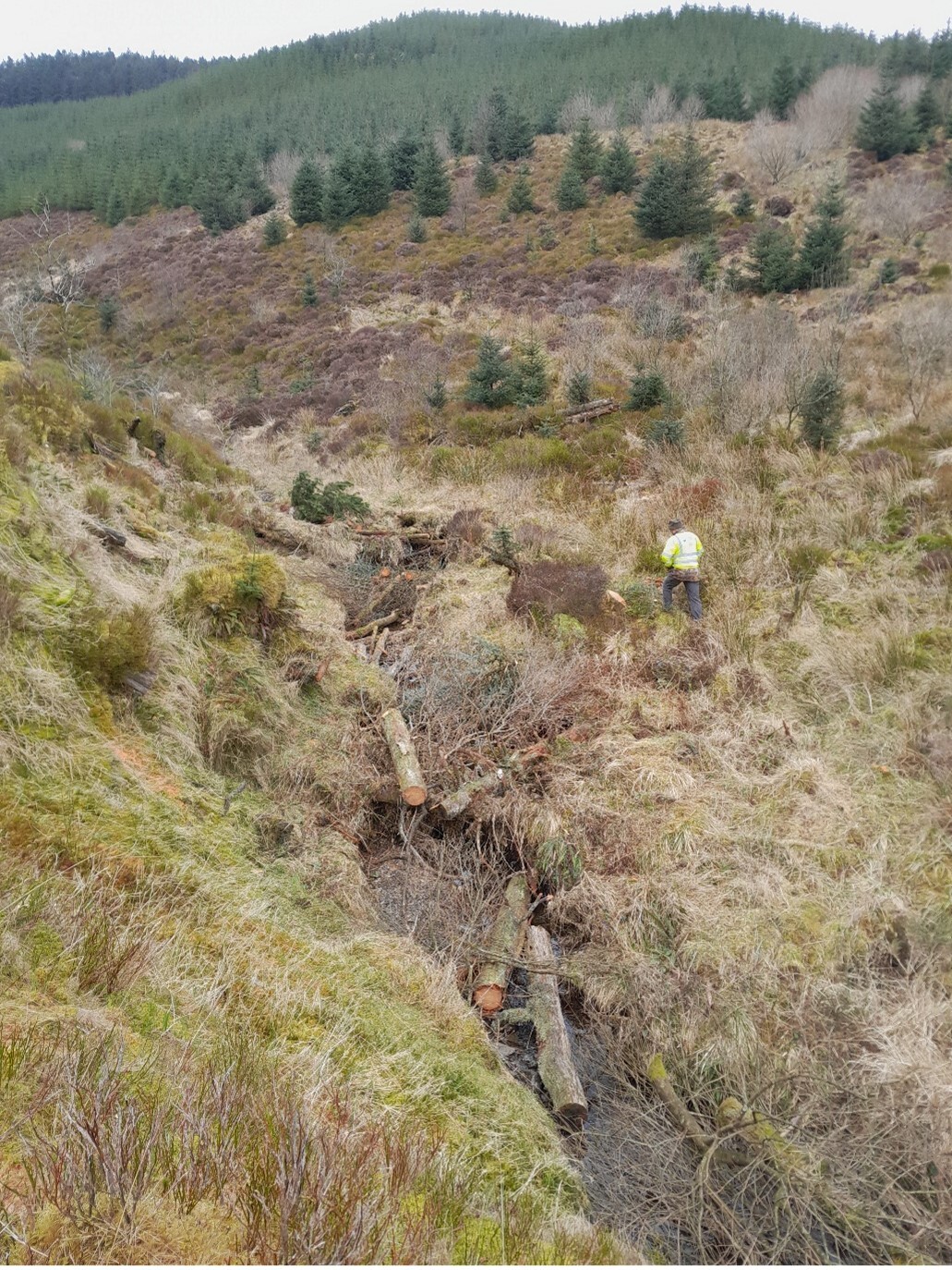 Deadwood helps secure pleached willows