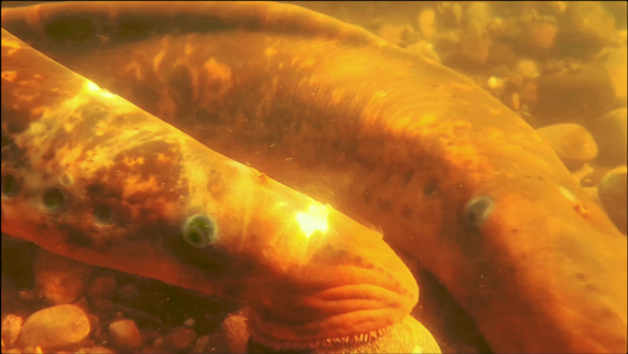 Sea Lamprey Spawning