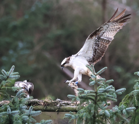Dad osprey brings a fish to the last juvenile still in the nest 