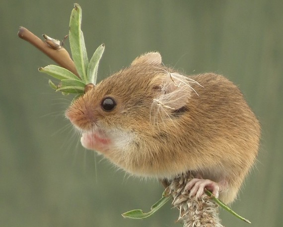 Volunteers Needed to Support National Harvest Mouse Survey in Wales