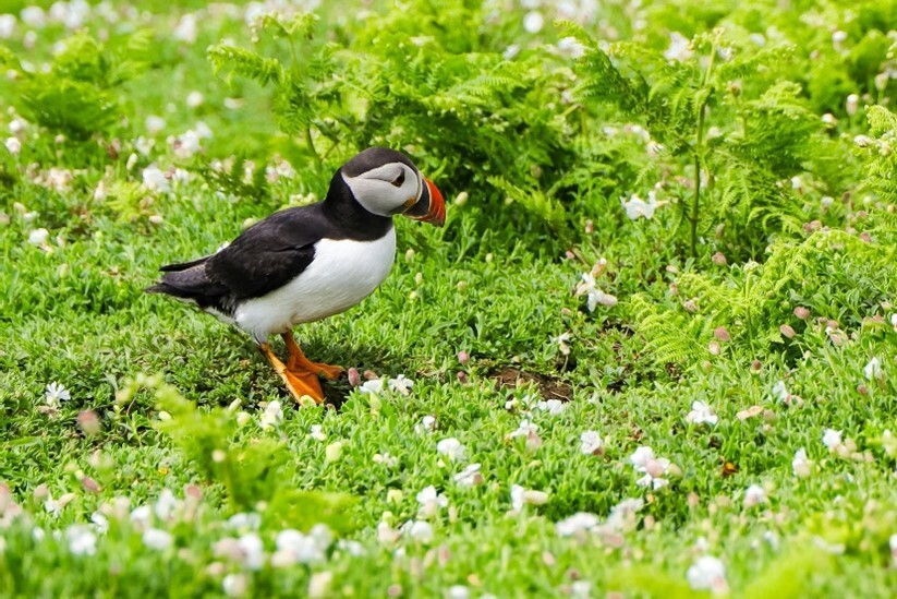 Puffin in natural habitat