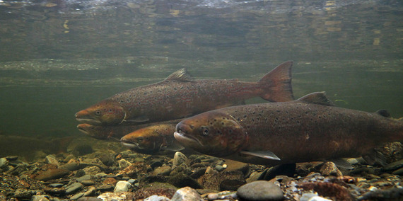 Native salmon migration in the upper Wye in previous years. Credit: Peter Lewis