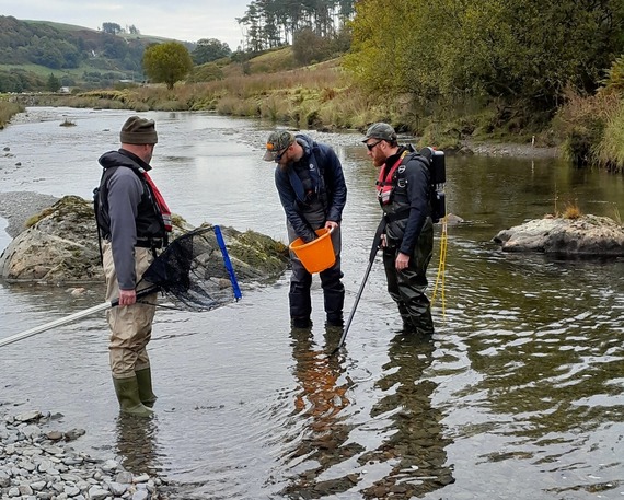 Electrofishing surveys around natural boulders help us assess juvenile salmonid populations