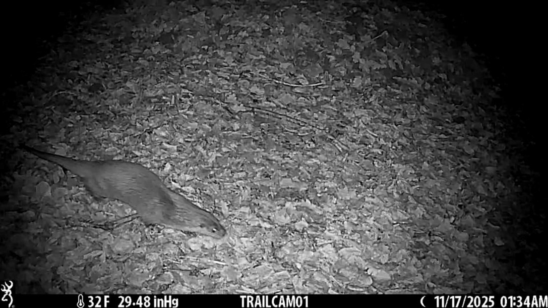 An otter inspecting one of the new ponds just days after completion. Credit: Sarenta King, Radnorshire Wildlife Trust
