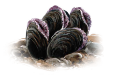 Freshwater Pearl Mussel