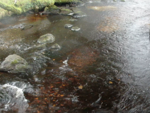 Spawning drone footage