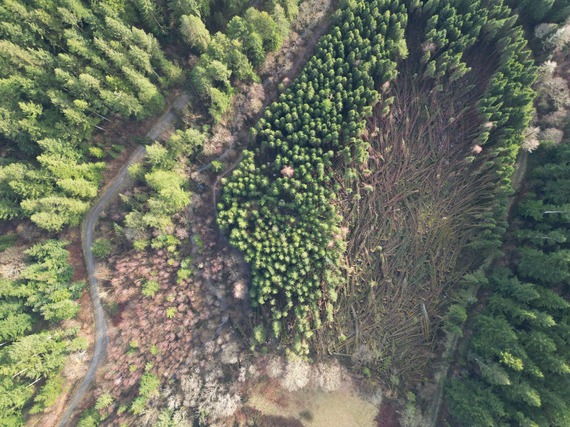 Recovery programme for forests damaged by Storm Darragh moves to next phase
