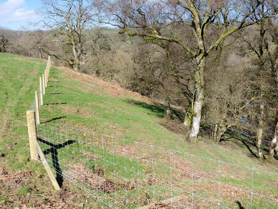 Newly fenced buffer zones 
