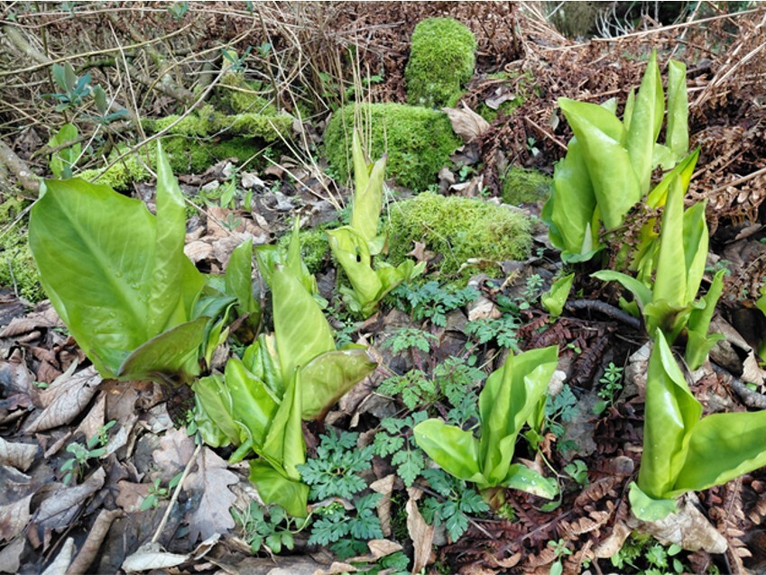 American Skunk Cabbage 