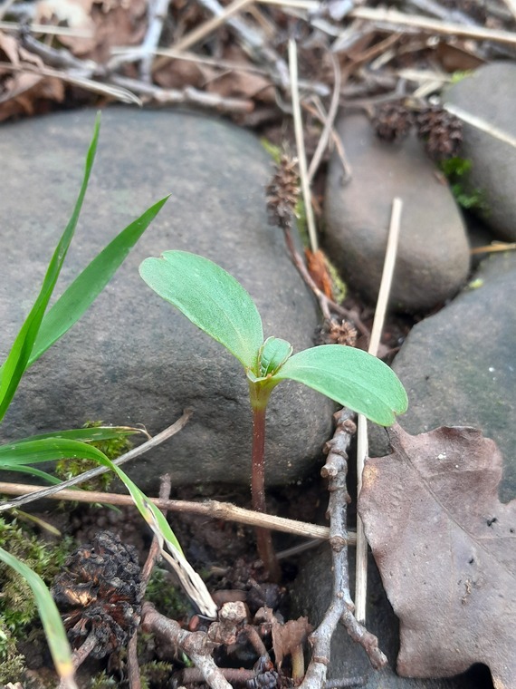 Himalayan Balsam seedling emerging 