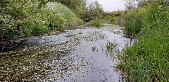 Water Crowfoot on the Marteg 