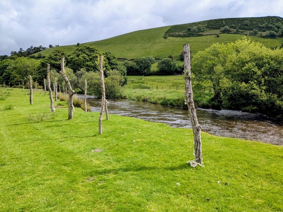 Innovative riverbank stabilisation using live willow stakes