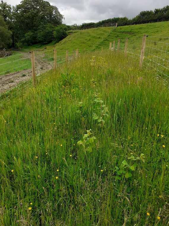 Visting a newly planted hedgerow with Woodland Trust