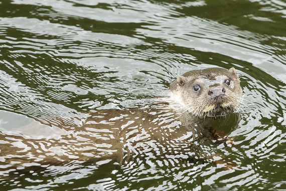 Otter - Peter Lewis