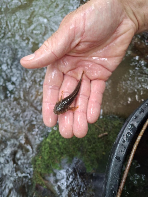 Bullhead