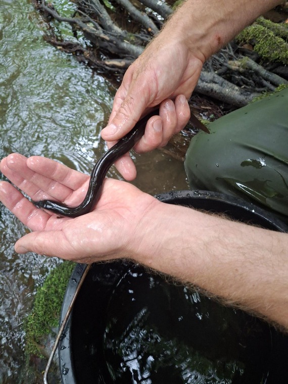 Eel