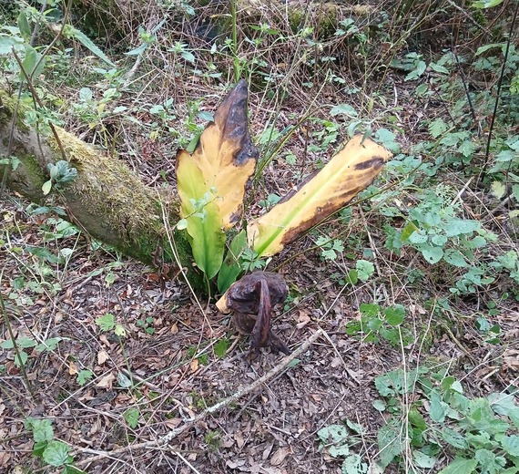 American Skunk Cabbage 