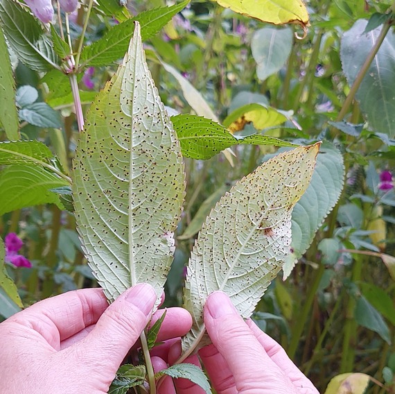 Leaves with a high infection rate