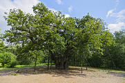 Major Oak