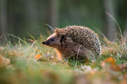 Project Hedgehog