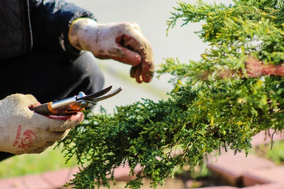 Shrub being trimmed 