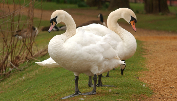 Swans in Hinksey Park 