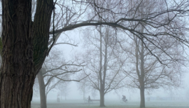 Misty image in Marsh Park 
