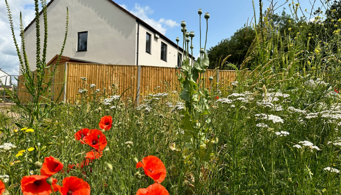 Image of exterior of new home at Warren Crescent with wildflowers in the foreground 