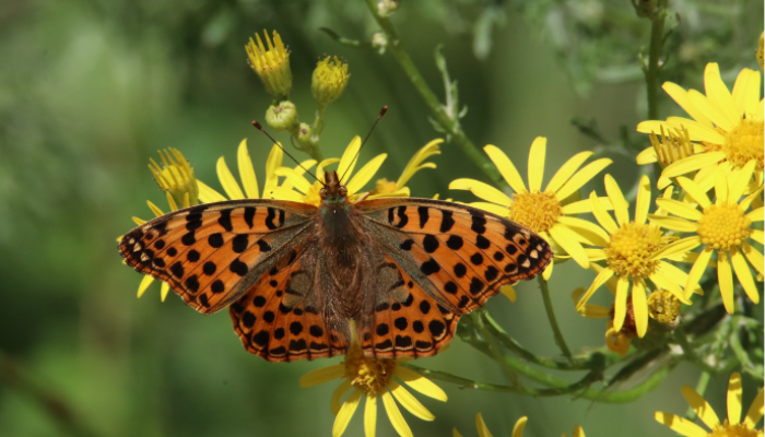 Butterfly flower. Climate story. 16 Feb