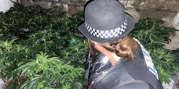Female officer supervising the removal of cannabis plants