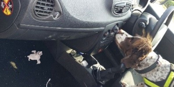 Search dog sniffing car dashboard